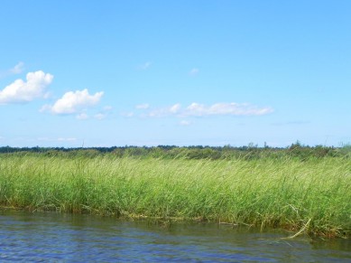 Wild Rice, Ecology, Harvest and Management